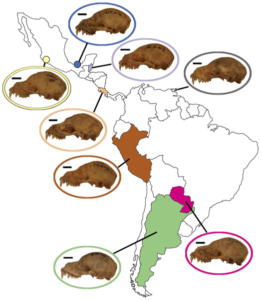 Map of Mexico, Central, and South America highlighting countries where samples of A. lituratus were taken.