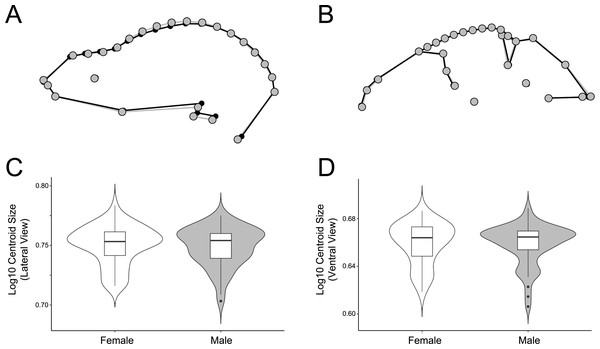 Comparison of male and female shape and size in lateral (A, C) and ventral (B, D) views.