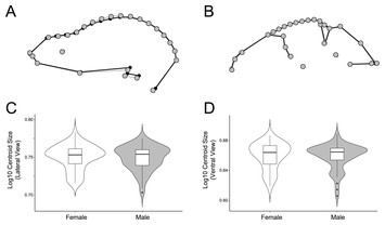 Inter- and intraspecific variation in the Artibeus species complex ...