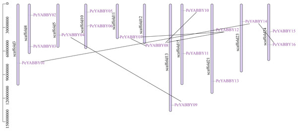 Chromosome location of YABBYgenes in Moso bamboo.