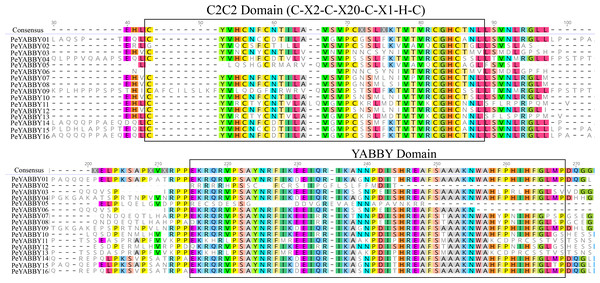Conserved domains- sequence s analysis of the YABBY proteins.