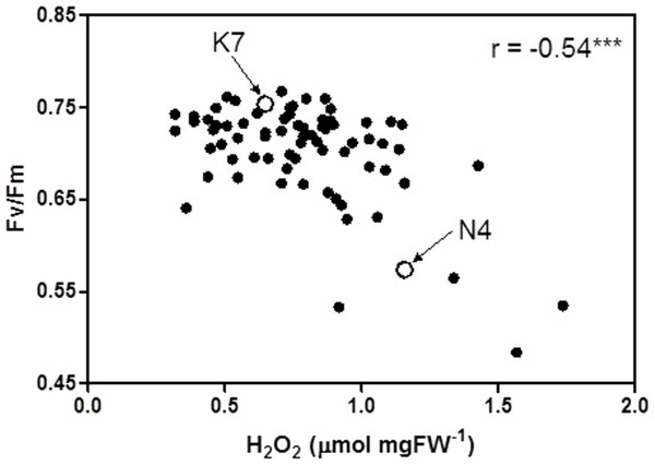 Correlation between chlorophyll fluorescence (Fv/Fm) and hydrogen peroxide (H2O2) for the 72 F1 progeny arrays and the two parental cultivars at 40 days of exposure to heat stress.