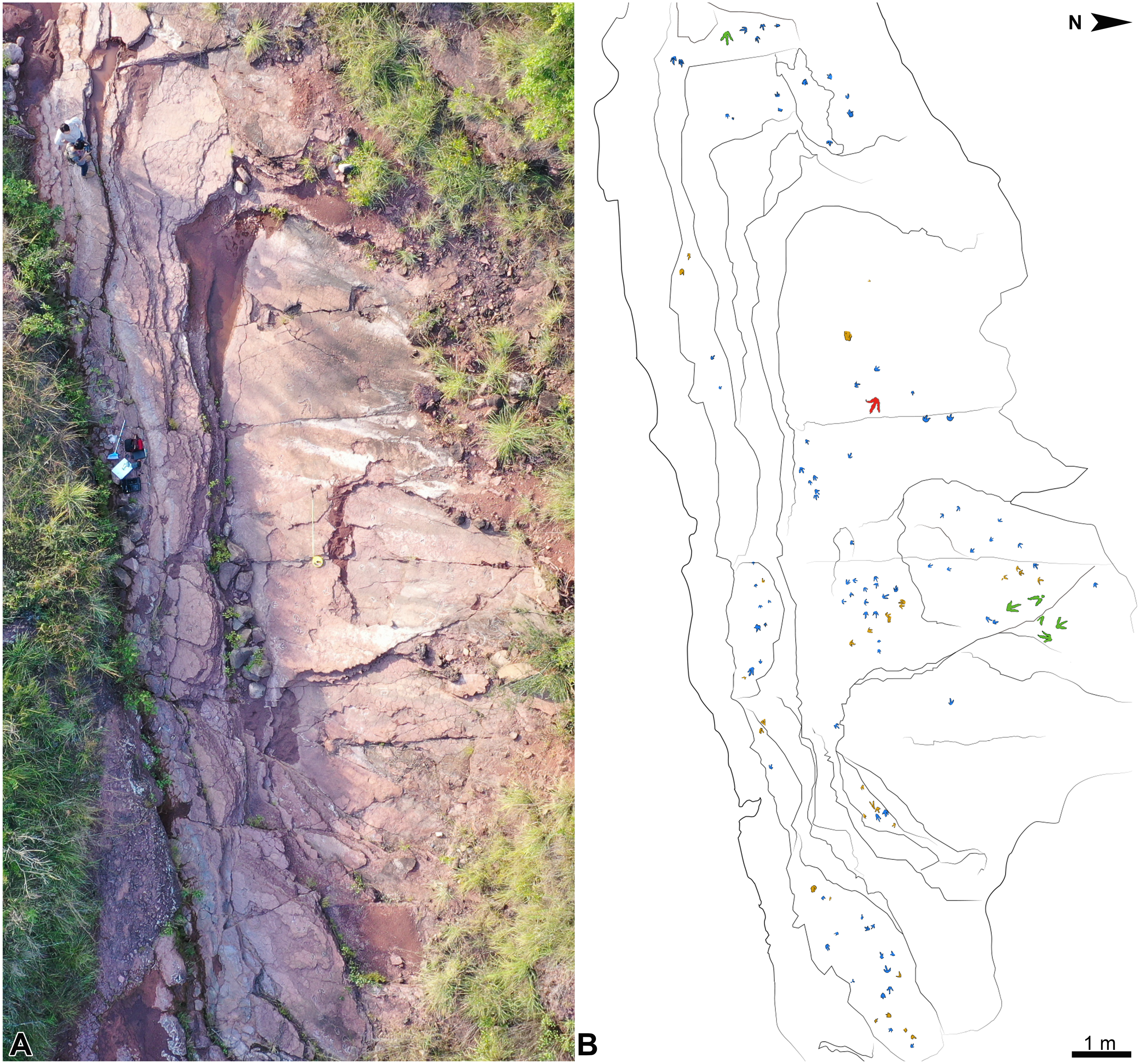 Fast-running theropods tracks from the Early Cretaceous of La Rioja, Spain