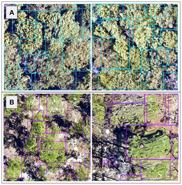 We used the individual tree crown rectangular polygons to clip remote sensing image layers, such as the 10 cm high spatial resolution red, green, blue (RGB) data shown here at the (A) Ordway-Swisher Biological Station (OSBS) and (B) Mountain Lake Biological Station (MLBS) sites.