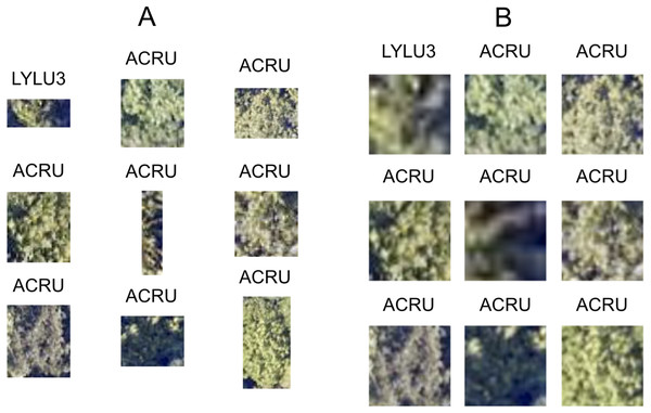 Nine corresponding pairs of RGB image chips, cropped using individual tree crown polygons, with their original crown dimensions (A) and after being resized to 224 × 224 pixels (B) to yield consistently shaped inputs for the ResNet classifier. Each image chip is labeled with the taxon identification code that corresponds to each individual plant’s scientific name.