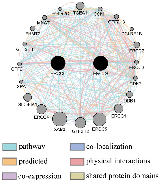 Gene-gene interaction network between ERCC6 and ERCC8.