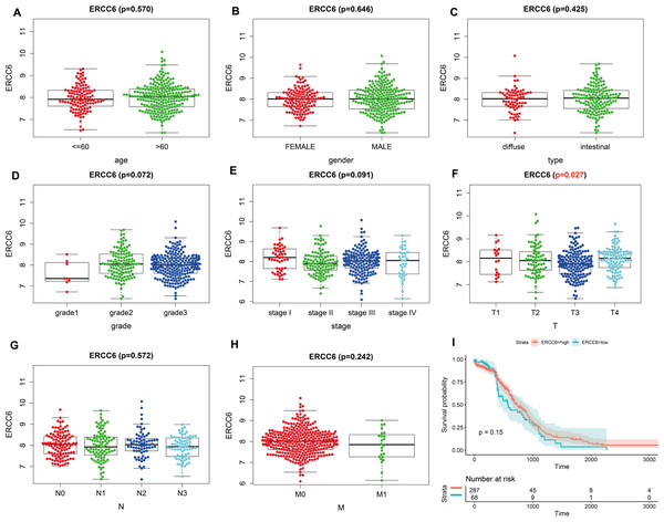 Correlation analysis of ERCC6 expression with clinicopathological parameters and survival of GC using TCGA data.