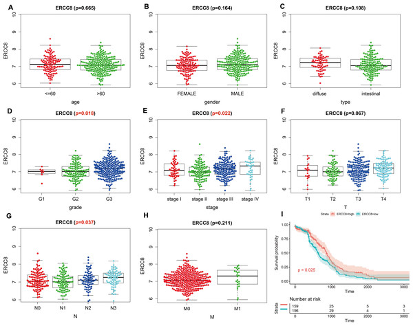 Correlation analysis of ERCC8 expression with clinicopathological parameters and survival of GC using TCGA data.