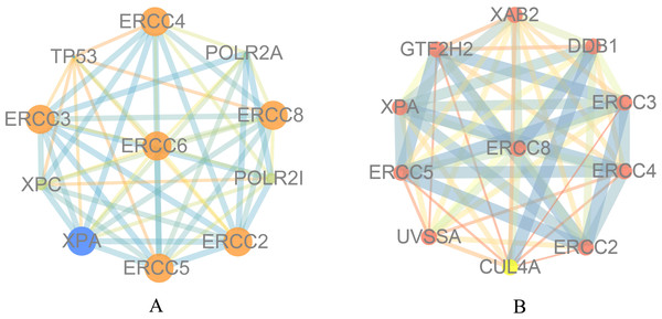 Protein interaction networks of 10 associated partners with a confidence score > 0.4 obtained from the String database.