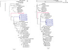 Relict groups of spiny frogs indicate Late Paleogene-Early Neogene ...