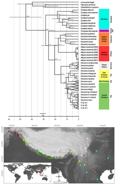Ultametric time-calibrated phylogeny generated with BEAST2 based on the concatenated sequence data of spiny frogs.