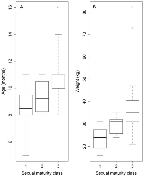 Overview of sexual maturity classification of sampled wild boar males based on age (A) and on weight data (B).