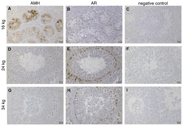 Immunhistochemical stainings of anti-Muellerian-Hormone (AMH) and of Androgen Receptor (AR) in testes of three 10-months-old wild boars with different dressed weights (16, 24 and 34 kg), counterstained with haematoxylin.