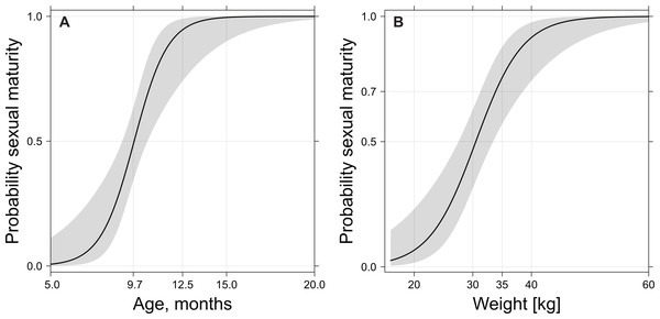 Probability of sexual maturity onset depending on age (A) or weight (B) after grouping together prepubertal/pubertal and postpubertal classes.