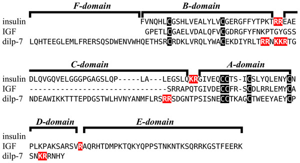 Domains of insulin/IGF-related peptides.