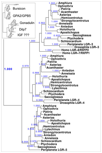 Phylogenetic tree of LGRs.