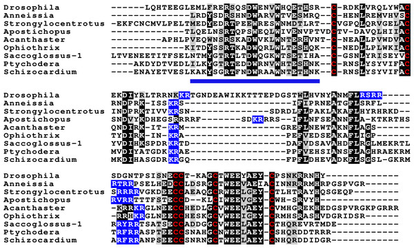 Sequences of selected dilp7 orthologs.