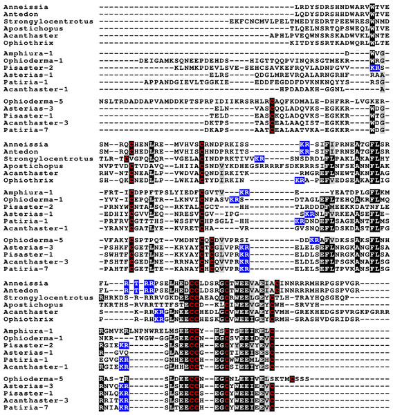 Sequence comparison of selected ambulacrarian multinsulins and dilp7 orthologs.