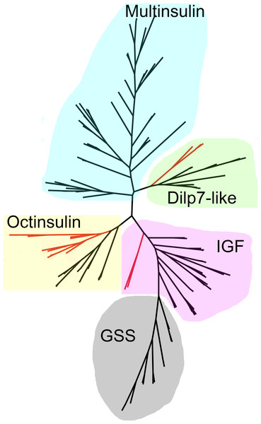 Radial sequence similarity tree of ambulacrarian irps.