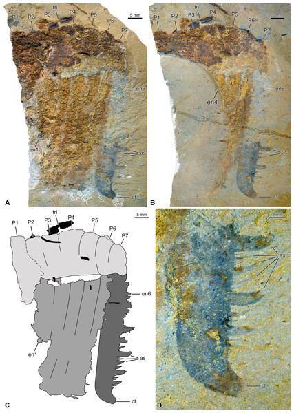 Hurdiid frontal appendage (NIGPAS 173694) from the Cambrian (Jiangshanian) Sandu Formation, Guangxi, China.