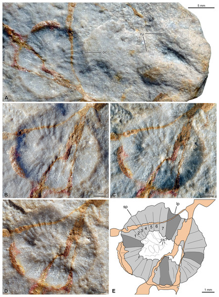 External mould of a Peytoia oral cone (MWGUW ZI/66/0118) from the Cambrian (Jiangshanian) Wiśniówka Sandstone Formation, Poland.