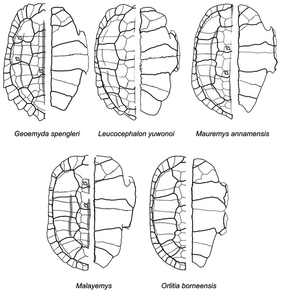 Diagrams of carapaces and plastra of extant geoemydids.