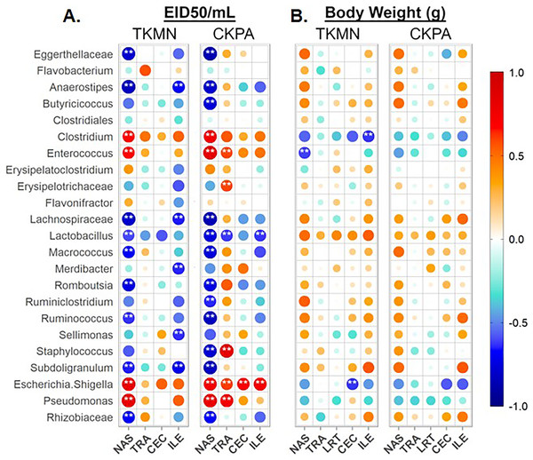 Spearman correlation between relative abundances of predominant taxa and virus titers (EID50/mL) and body weights (g) at 5 days-post-infection.