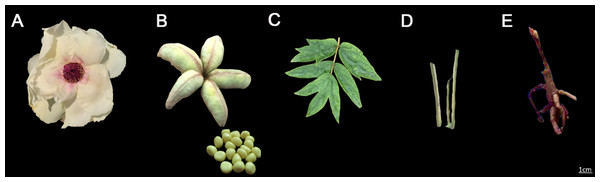 The tissues of Paeonia ostii used in this study.