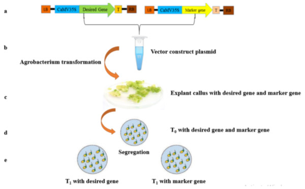A scheme of genetic transformation procedure to produce marker free transgenic plants.
