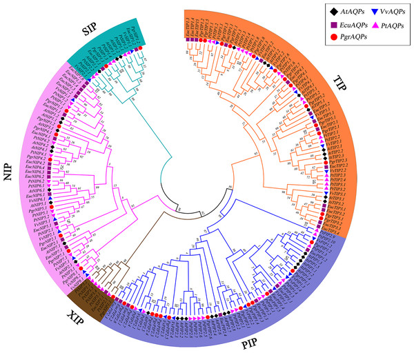 Phylogenetic analysis of AQP proteins from pomegranate, grape, Arabidopsis, Populus trichocarpa and Eucalyptus.