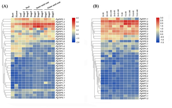 Expression analysis of the PgrAQP genes in pomegranate.