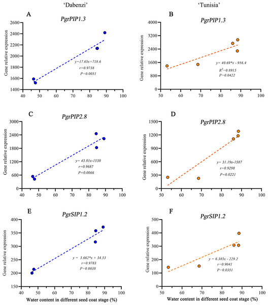 Linear regression between gene expression of PgrAQPs and water accumulation.