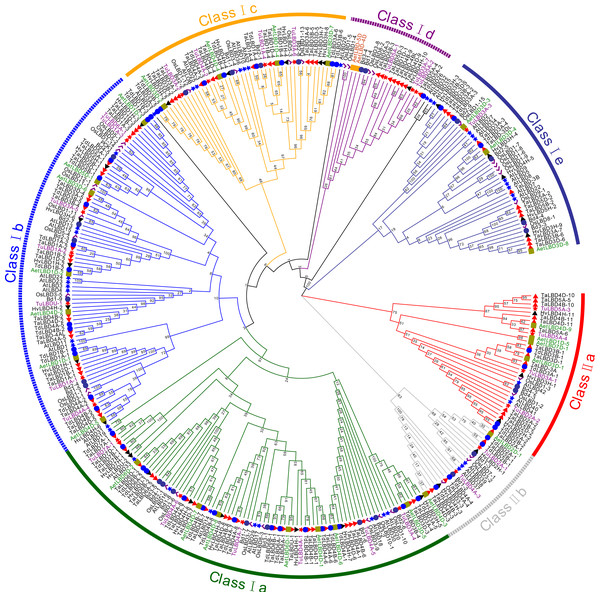 Genome-wide identification and characterization of the Lateral Organ ...