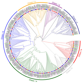 Genome-wide identification and characterization of the Lateral Organ ...