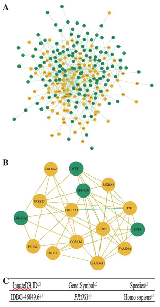 Construction of PPI network and identification of immune-related hub gene.