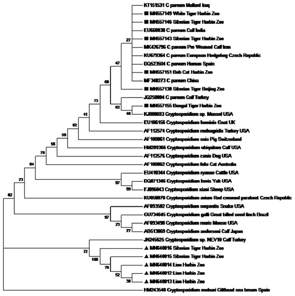 Phylogenetic tree showing the sequences of the present study, ▪ for Cryptosporidium parvum and ▴ for Cryptosporidium sp. NEV10 alike, remaining sequences are from NCBI GenBank data base.