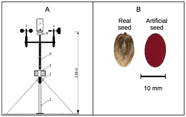 (A) Diagram of the device used for propagule dispersal measurements; (B) a real Heracleum sosnowskyi propagule and an artificial propagule used for model testing.