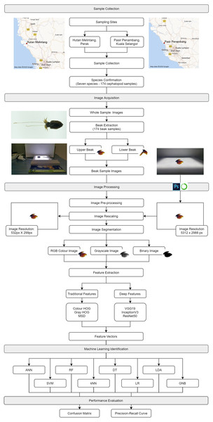 The framework for cephalopod species identification using integrated analysis of machine learning and deep learning.