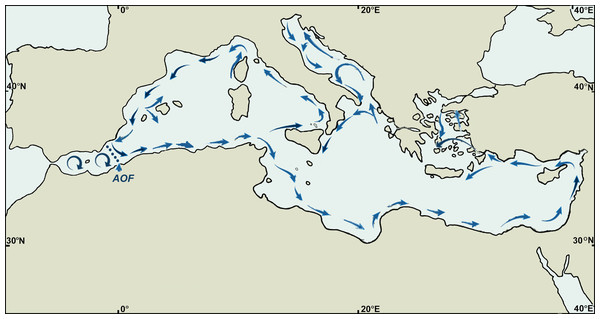 Surface circulation in the Mediterranean.