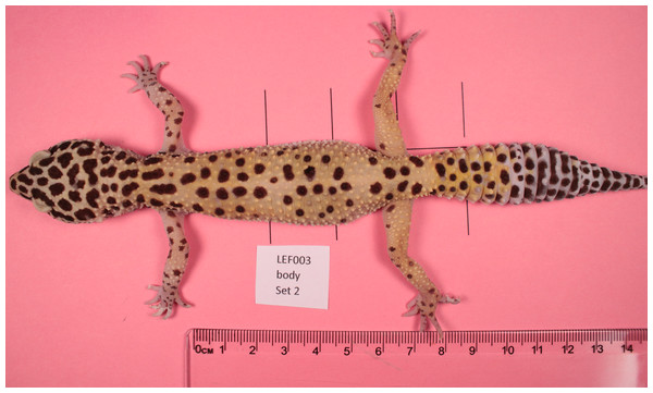 Example gecko image.