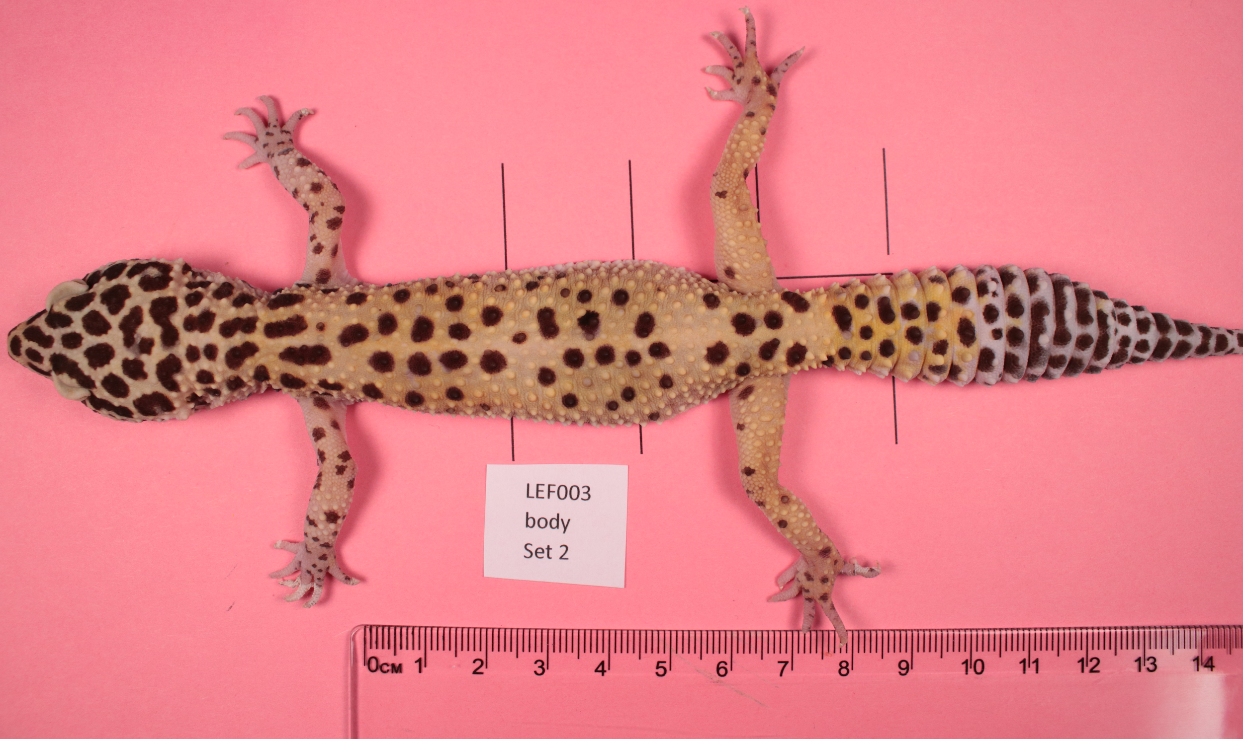Greek Lizard Camouflage Vector Pattern – Article Reform