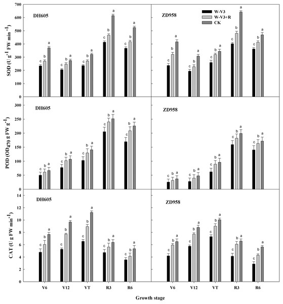 Ridge tillage increased the activity of leaf protective enzyme of waterlogged summer maize.