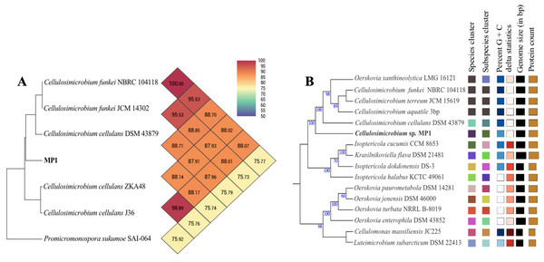 Phylogenomic classification of Cellulosimicrobium sp. MP1 based on genome analysis.
