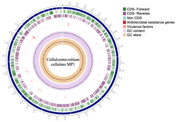 Circular genome map of C. cellulans MP1.