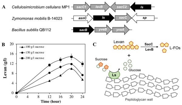 Levan biosynthesis in C. cellulans MP1.