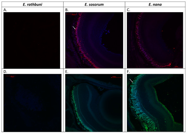 Adult E. rathbuni, E. sosorum, and E. nana retinal sections showing opsin and rhodopsin labeling.