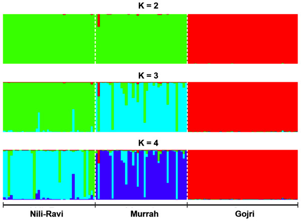 Bayesian clustering of North-Indian buffalo populations under the assumption of K = 2–4 using STRUCTURE program reveals genetic admixture and introgression among Murrah and Nili-Ravi populations while Gojri buffalo is genetically distinct.