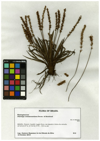 Image of the holotype of Plantago campestris (G. Hassemer & J.M. da Silva 812, HTL).