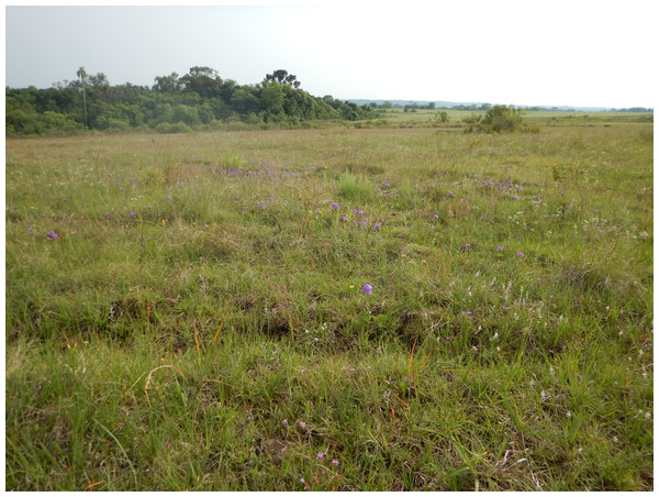 Habitat of the type-population of Plantago campestris, in the municipality of Candói, state of Paraná, southern Brazil.