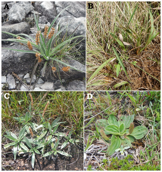 Field photographs of Plantago commersoniana (A), P.  hatschbachiana (B), P. rahniana (C) and P. guilleminiana (D). Photographs by G. Hassemer.